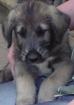 Golden Retriever-WelpenReinrassige hell-golde