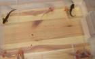 Axolotl-Babys abzugeben
