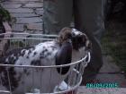 Boxer2reinrassige Boxerwelpen zu verkaufen