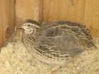 Hühner Wachteln Vögel .