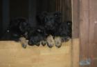 Deutsche Doggenwelpen / Deutsche Dogge De