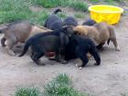 Die Hundewelpen sind da deutsch-Belgische Schäferhundwelpen
