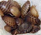 Futteschaben Blaptica dubia