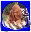 Doggen-Welpen blau u. schw. aus hervorrage
