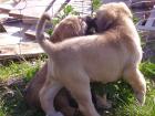 Sivas Kangal Welpen reinrassig