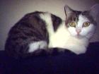 Türkisches Katzen Weibchen