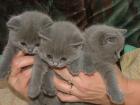 British kurzhaar blau u. whiskasbabies