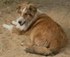 Collie-Rüde 6Mon. sucht guten Platz