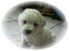 Bichon Frise Welpen