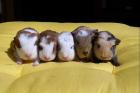 CH-Teddy Meerschweinchen zur Abgabe