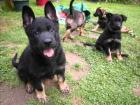 Wunderschöne Reinrassige Schäferhund welpen