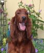 Wir erwarten Anfang Juni 2022 wunderschöne Irish Setter Welpen mit Papieren aus