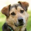 JUCON - ausgeglichener Mischling - 6 Jahre 5 Monate - Tierhilfe-Franken e. V.