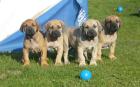 Fila Brasileiro Welpen