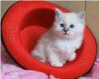 Traumhaftes Heilige Birma Kitten Mädchen sucht liebevolles Zuhause auf Lebensz