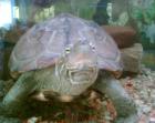Verkaufe Chinesische Dreikielschildkröte