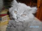 Super süßer Perserkater abzugeben