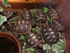 Geochelone carbonaria köhlenbrander schildkröten