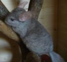 Nürnberg 2 Chinchilla Böckchen in Beige. 6 Monate