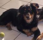 Tierpsychologie für Hunde