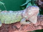 Grüner Leguan 0. 1