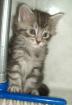 MAINE COON BABY S