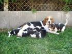 BEAGLE JACK RUSSEL
