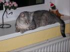 Jungkatze 18. Mon sucht Dich