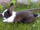 Hasen Kaninchen