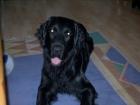 Deckrüde Flat-Coated-Retriever