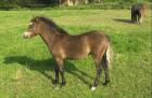 Deutsches ReitponyxWelsch B. Stute Hengst