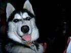Sibirien Husky weibchen 7 Mon. mit papiere Stubenrein 400Euro VB