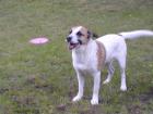 Jack Russel Mix sucht dringend ein neues Zuhause