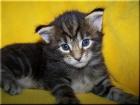 Maine Coon Babys