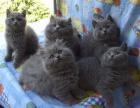 3 süße BKH Kartäuser 2 süße Highlander Babys