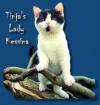 Britisch Kurzhaar BKH Katzenbabys in bicolour