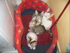 Lieben Dosenöffner für 4 Bildhübsche Katzen Babys gesucht.