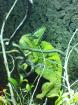 Jemenchamäleon Chamaelleo Calyptratus Bock ca. 1 1/2 Jahre