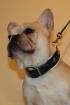 Deckrüde cremefarbener franz Bulldoggenrüde
