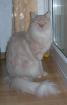 Maine Coon