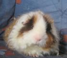 Kunterbunte Rassemeerschweinchen Langhaar