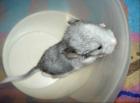 Chinchilla Silber Platinschecke
