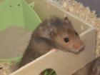 8 Wochen alter Teddyhamster sucht ein neues Zuhause