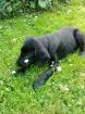 Labrador Deutsch Drahthaar Lizzy