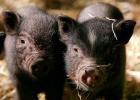 4 Hängebauchschweine 9 Monate alt abzugeben