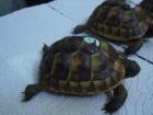 Maurische Landschildkröten NZ 2022