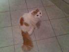 Türkisch Van Kater bildschön 1 5 Jahre alt