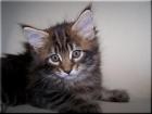 Maine Coon Babys