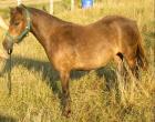 Classic Pony Stute Libell