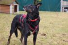ROXALIE - Mix - 3 Jahre - Tierhilfe-Franken e. V.